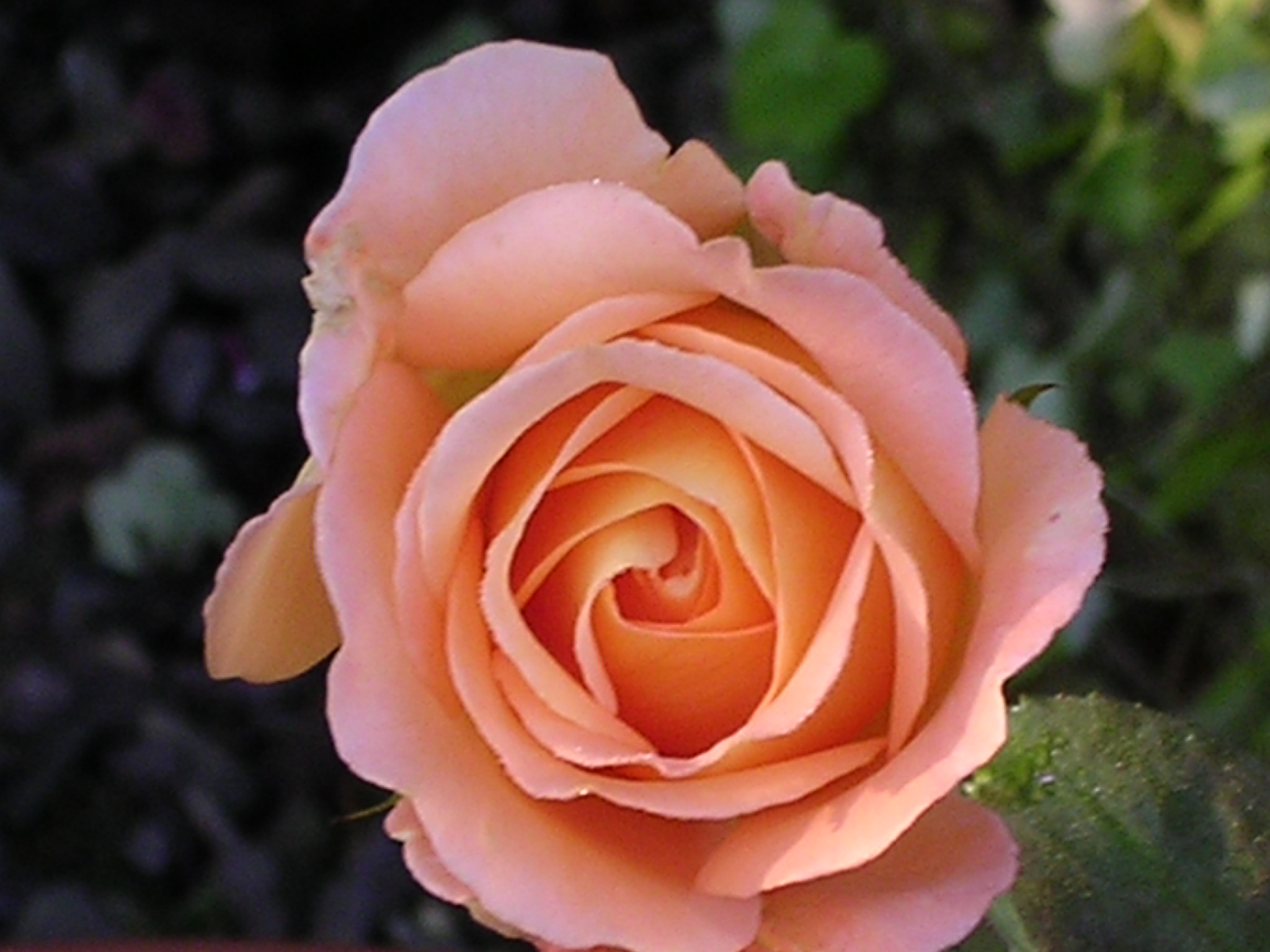 rose-2.JPG