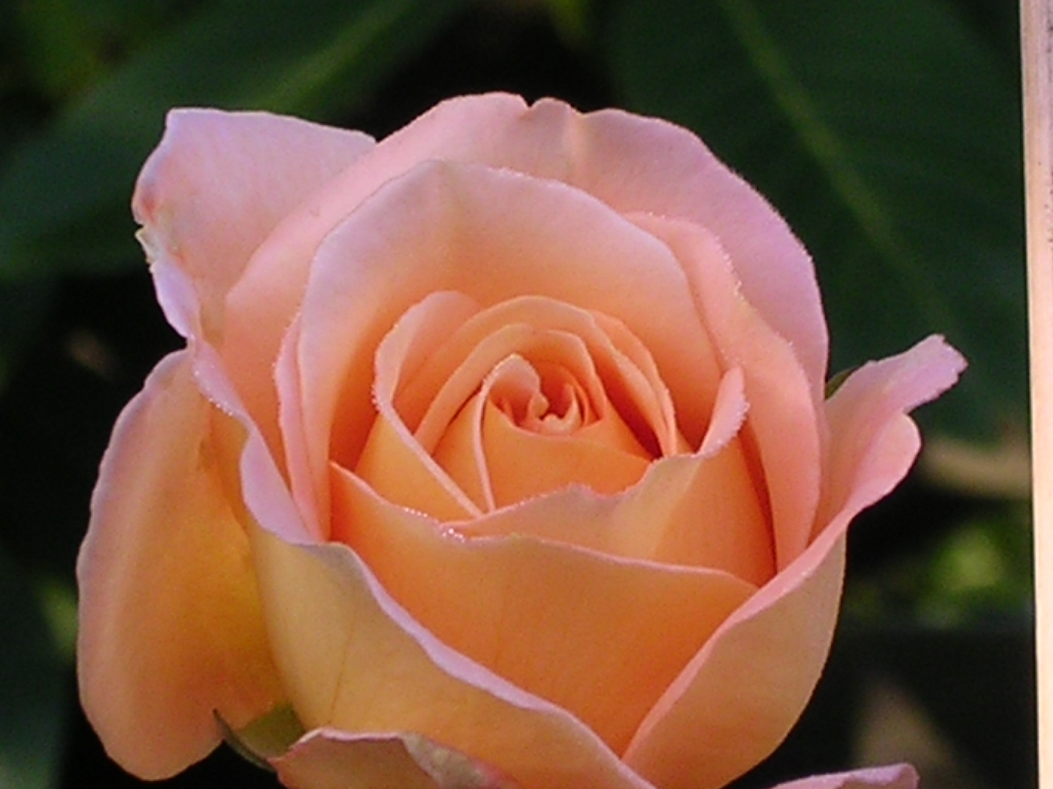 rose-3.JPG